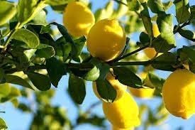 Gandharaj Lemon Fruit | Gandharaj Lemon Plant