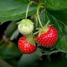 Strawberry Fruit | Strawberry Plant