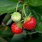 Strawberry Fruit | Strawberry Plant