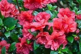 Red Azalea Flower | Red Azalea Plant