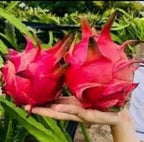 Red Dragon Fruit | Dragon Fruit Plant