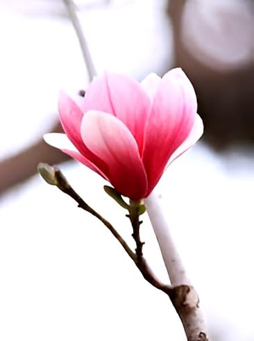 Pink Magnolia Flower | Pink Magnolia Bush Plant