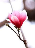 Pink Magnolia Flower | Pink Magnolia Bush Plant