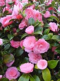 Pink Camellia Flower | Pink Camellia Plant