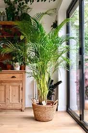 Areca Palm | Areca Palm Plant