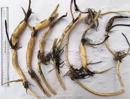 Hybrid Big Lily Red Lotus Plant