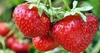 Red Strawberry Fruit | Strawberry Plant