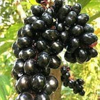 Black Jamun Fruit (Kala Jamun) | Jamun Plant