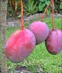 Red Mango Fruit | Red Mango Plant