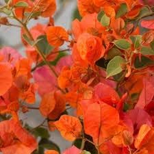 Bougainvillea Orange Flower| Bougainvillea Orange Plant