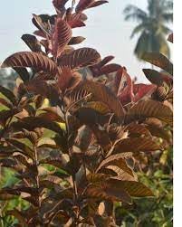 Red Guava Fruit | Malaysian Guava Plant