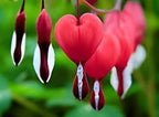 Red Bleeding Heart Vine Plant | Vine Plant