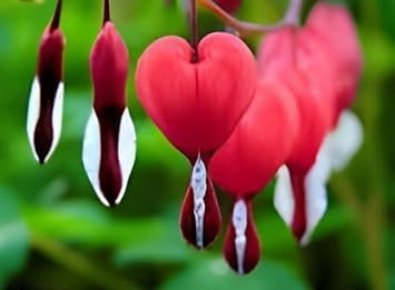 Red Bleeding Heart Vine Plant | Vine Plant