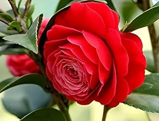 Red Camellia Flower | Red Camellia Plant