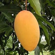Mallika Mango Fruit | Mallika Mango