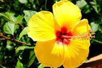 Yellow Hibiscus Flower | Yellow Hibiscus Plant