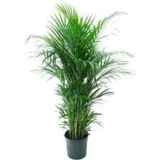 Areca Palm | Areca Palm Plant