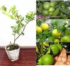 Seedless Lemon Fruit | Seedless Lemon Plant