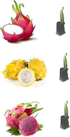 Dragon Fruit | Dragon Fruit Plant