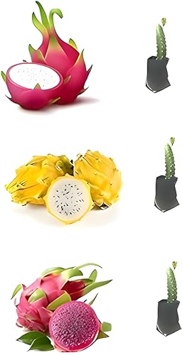 Dragon Fruit | Dragon Fruit Plant