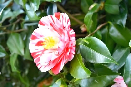 Camellia Flower | Camellia Plant