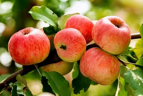 Red Apple Fruit | Red Apple Plant