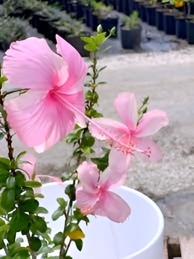 Pink Hibiscus Flower | Pink Hibiscus Plant