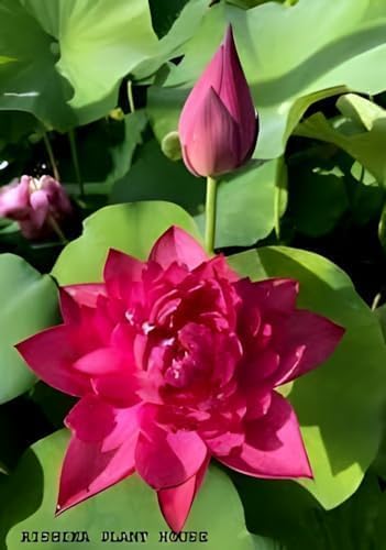 Red Water Lily | Red Water Lily Plant