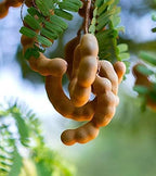 Tamarind (Imli) | Tamarind Plant