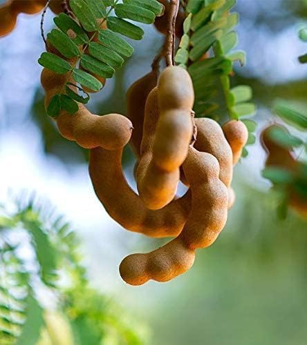 Tamarind (Imli) | Tamarind Plant