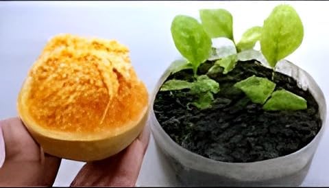 Dwarf Plant | Thai Bel Tree