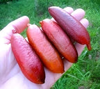 Australian Citrus Fruit | Red Finger Lemon Plant