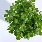 Green Jade Plant | Jade Plant