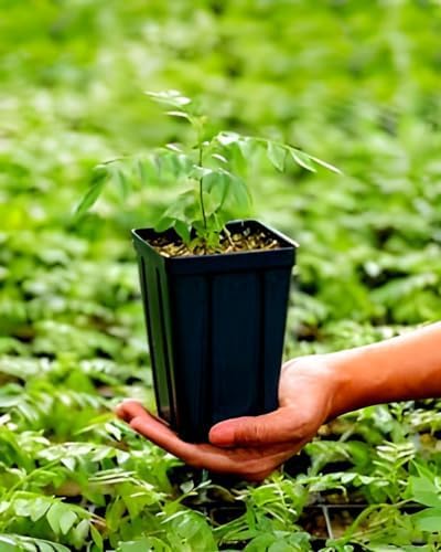 Curry Leaf (Kadi Patta) | Curry Leaf Plant