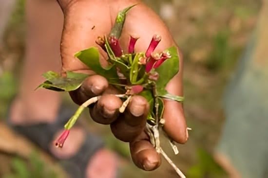 Clove | Clove Plant