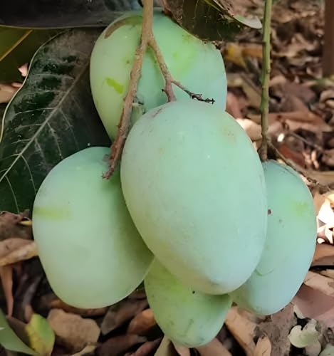 Panduri Mango Fruit | Panduri Mango Plant