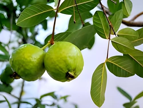 Green Guava Fruit | Green Guava Plant