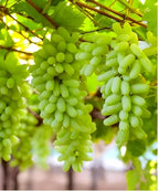 Grape Fruit (Black, Red and Green Combo Pack) | Grape Plants