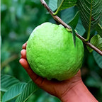 Thailand Guava Fruit | Thailand Guava Plant