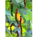 Black Pepper (Kali Mirch) | Black Pepper Plant