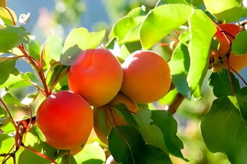 Apricot Fruit | Apricot Plant