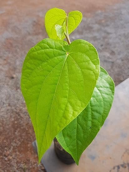 Betel Leaf (Paan) | Vetrilai Plant