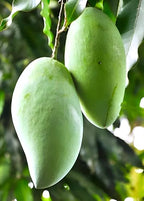 Amrapali Mango Fruit | Amrapali Mango Plant