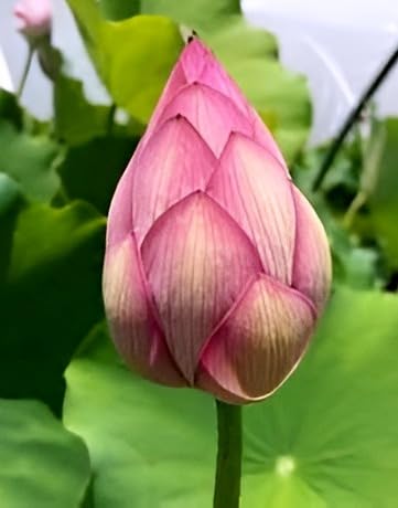 Big Hybrid Water Lily Plant
