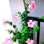 Pink Hibiscus Flower | Pink Hibiscus Plant