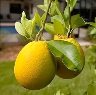 Meyer Lemon Fruit | Dwarf Meyer Lemon Plant