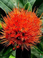 Golden Penda Plant | Yellow Xanthostemon Chrysanthus,