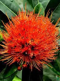 Golden Penda Plant | Yellow Xanthostemon Chrysanthus,