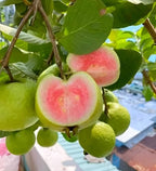 Red Diamond Guava Fruit | Red Diamond Guava Plant
