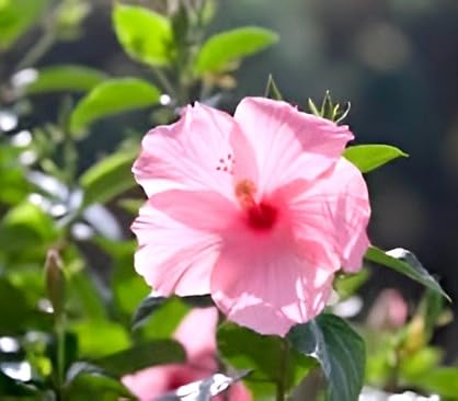 Pink Hibiscus Flower | Pink Hibiscus Plant